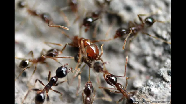 14 سال اور اس سے کم عمر کے زمرے میں انڈونیشیا کے دس سالہ پتریا پراسایا کو چیونٹیوں کی تصاویر پر پہلے انعام سے نوازا گیا۔