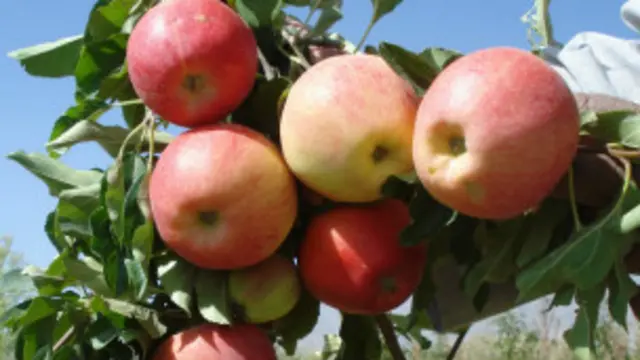 شمېرې ښيي درې پر څلور بالغ وګړي د ورځې پنځه ځلې مڼې او نوره سبزي هغسې نه خوري لکه ډاکټران یې چې سپارښتنه ورته کوي.