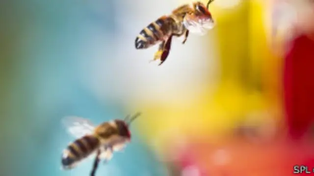 یورپی یونین نے اپریل میں برطانیہ کی مخالفت کے باوجود کیڑے مار ادویات کے استعمال پر دو سال کی پابندی عائد کر دی تھی