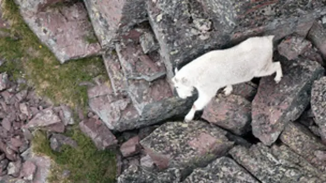 Cabra por terreno rocoso