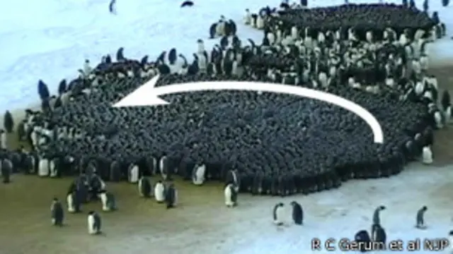 Estudio sobre pingüinos emperadores