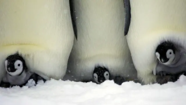 Crías de pingüinos emperadores