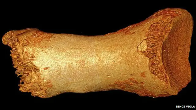 निएंडरथल प्रजाति के पैर की उंगली की हड्डी