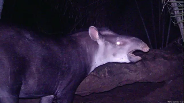 Tapirus kabobani