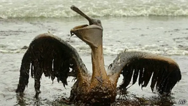 Pelícano cubierto de crudo