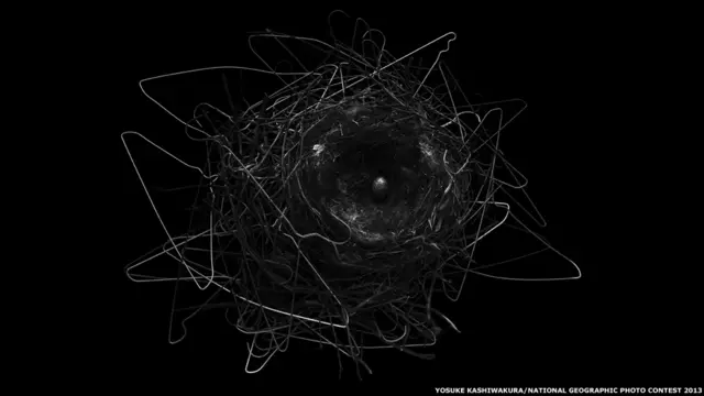 Ninho de corvo, por Yosuke Kashiwakura