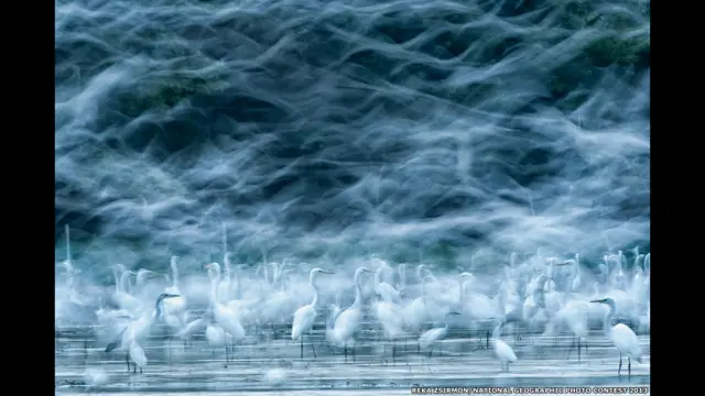 Pássaros fotografados por Réka Zsirmon