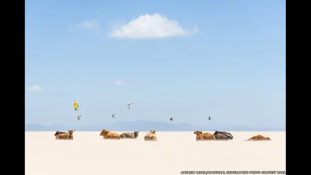 Vacas e pipas, por Andrew Lever