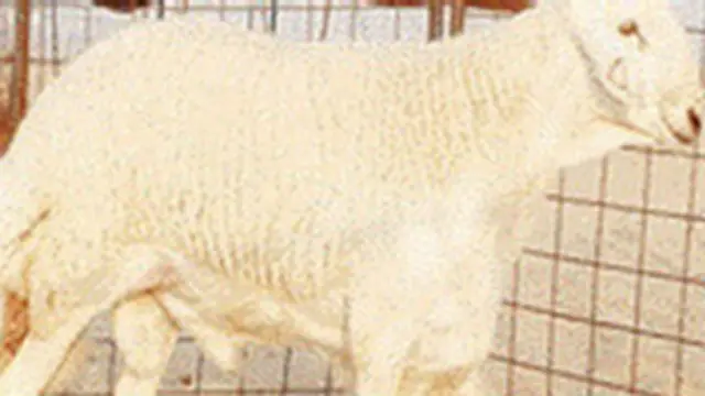 د "الحیاة " او "صدا " ورځپاڼو د نوموړي له قوله ویلي چې دغه ګډ یې په ۵۰۰۰۰ سعودي ریال پېرلی.