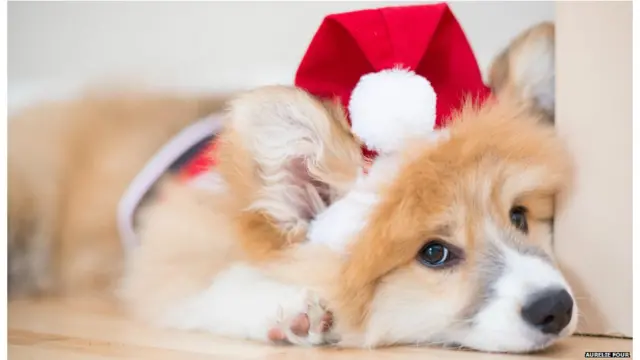 اورلی فور کا کتا اپنا پہلی کرسمس منانے کے لیے تیار ہے۔