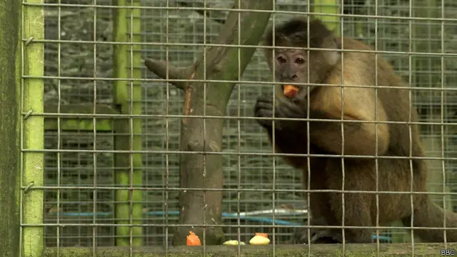 Macaco tratado pela Wild Futures. Foto: BBC