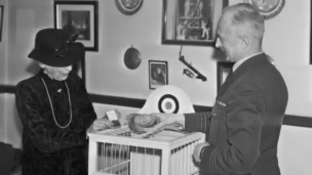 Голубь-разведчик Уинки