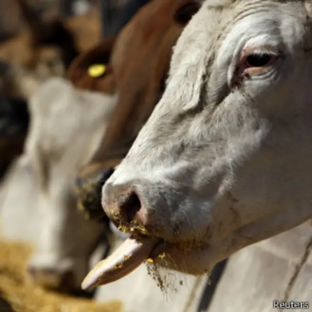 پرورش گاو در آمریکا و اروپا بیشتر از باقی قاره‌هاست