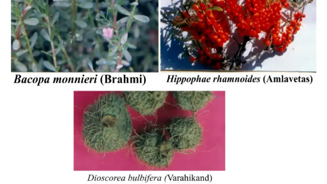 बीएचयू अल्ज़ाइमर्स पेटेंट