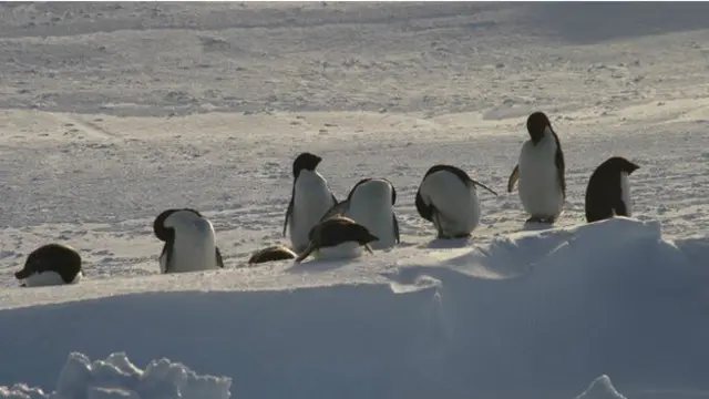 शोकाल्स्की के आस-पास मौजूद पेंग्विन