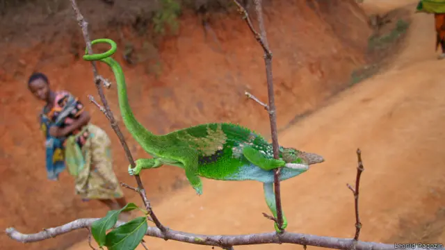 Хамелеон, Танзания