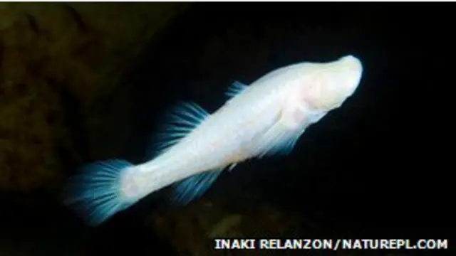 Pez mexicano de cueva