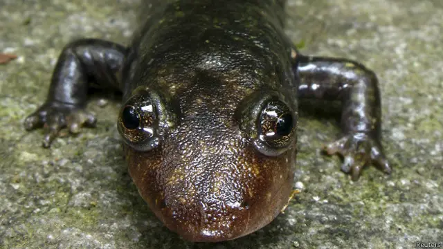 Salamandra