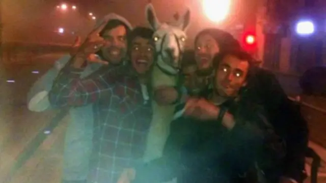 Фото звездной ламы, выставленное в Twitter пользователем @x_cappelaere