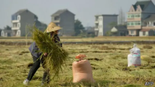 "يزيد هذا الأمر الحمل على كاهل المزارع الذي لا يحصل على خدمة صحية محلية جيدة ويضطر للسفر إلى المدن الكبرى."