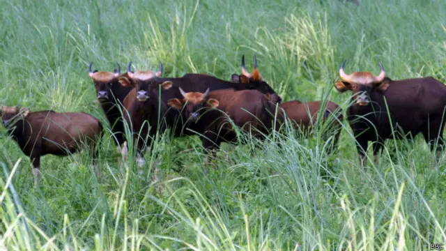 जंगल, जलदापाड़ा