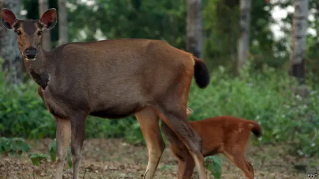 जलदापाड़ा, जंगल