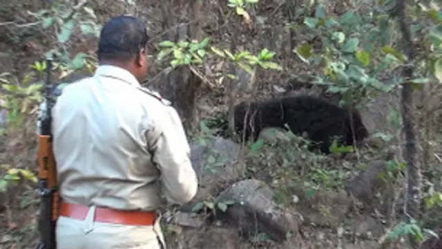 भालू उन प्रजातियों में शामिल है जो संकट में हैं