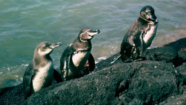 Pingüinos de Galápagos