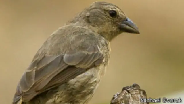 El pinzón del manglar