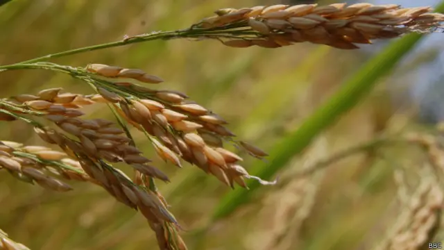 धान की फसल