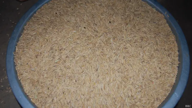 बासमती धान