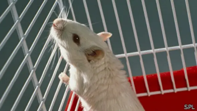 Ratón de laboratorio