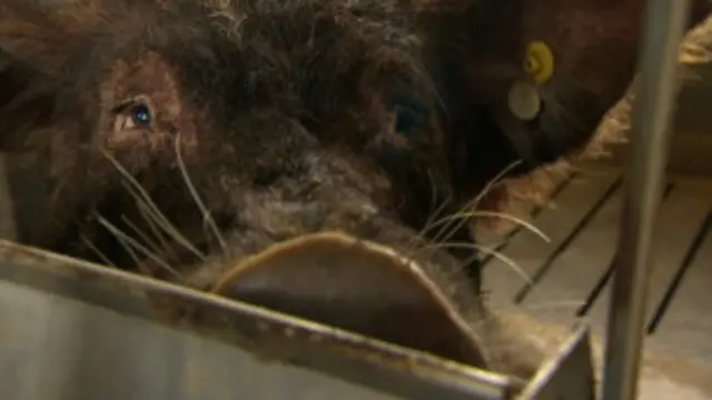 Кашфиёт чўчқа ичида...