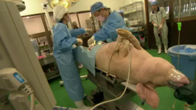 ක්ලෝනීකරණය කළ ඌරන් යොදා කෙරෙන පරීක්ෂණ