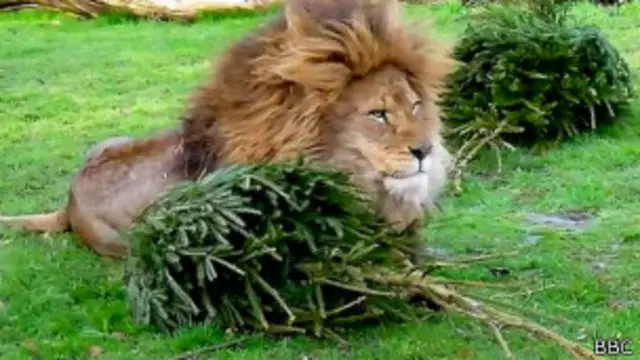 Лев с елкой