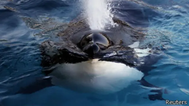 Foto de archivo de una ballena