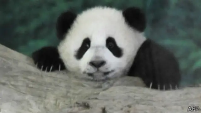 圆仔（2014年1月6日）