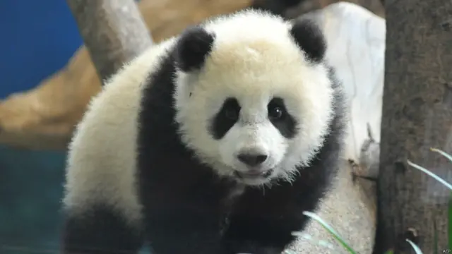 Panda Yuan Zai