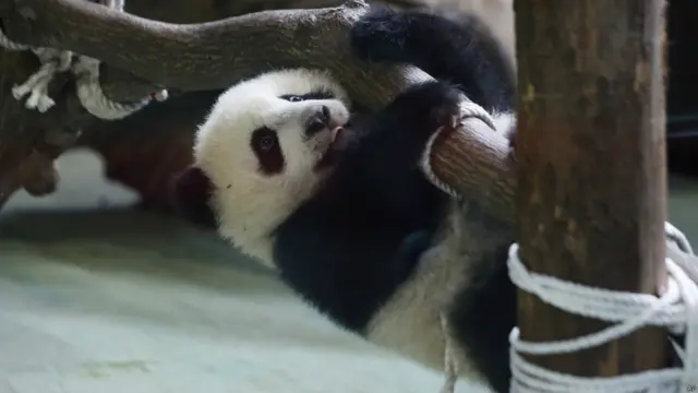 Panda Yuan Zai