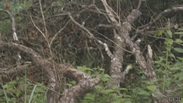 غياب المعلومات الدقيقة عن قطع الأشجار يعد أحد أهم المشكلات في التعامل مع ظاهرة إزالة الغابات