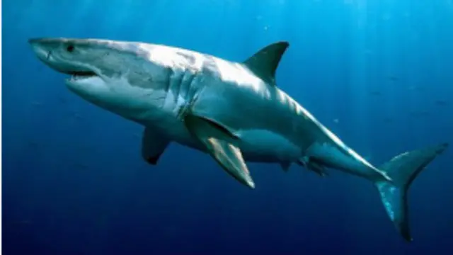 يعيش القرش الأبيض الكبير سنوات أطول بكثير مما كان يعتقد في الماضي. 