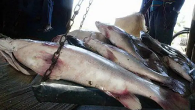 केन्या मछली