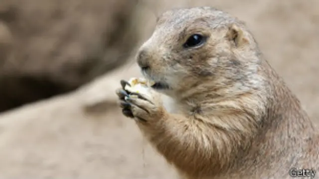 son comestibles los perritos de la pradera