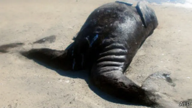 Ballenas siameses en México
