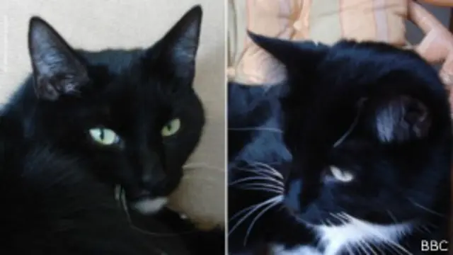 Коты Эрни и Эрик