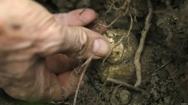 सफेद कुकुरमुत्ते, व्हॉइट ट्रफल्स