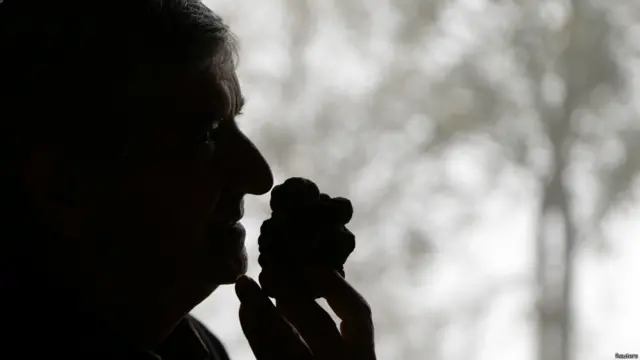 सफेद कुकुरमुत्ते, व्हॉइट ट्रफल्स