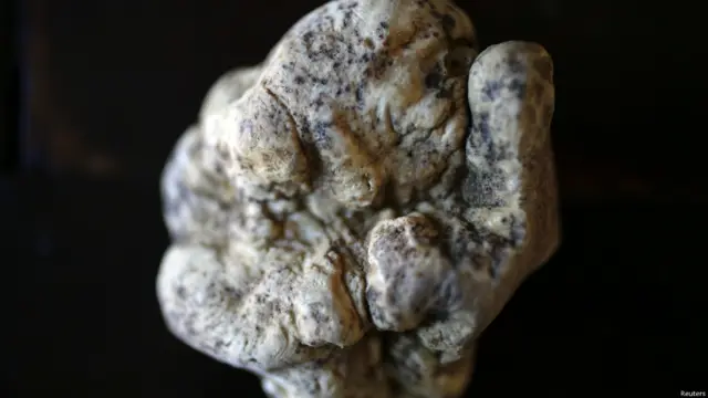 सफेद कुकुरमुत्ते, व्हॉइट ट्रफल्स