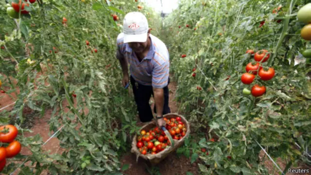 Produção de tomate em Salto, SP. Reuters