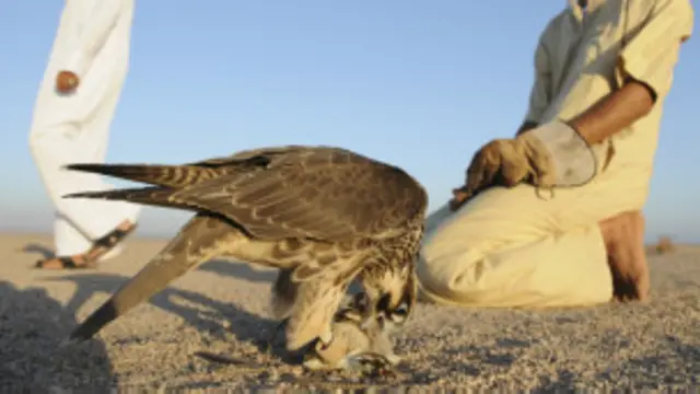 پخوا داسې رپوټونه خپاره شوې وه، چې ښکاریان د بهرنیو چارو وزارت په بلنه افغانستان ته تللې وه.